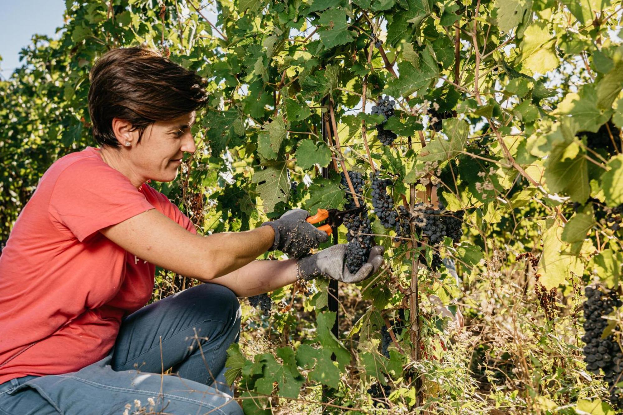 Il Querciolo - Azienda Biologica, Agriturismo E Cantina Marciano della Chiana Экстерьер фото