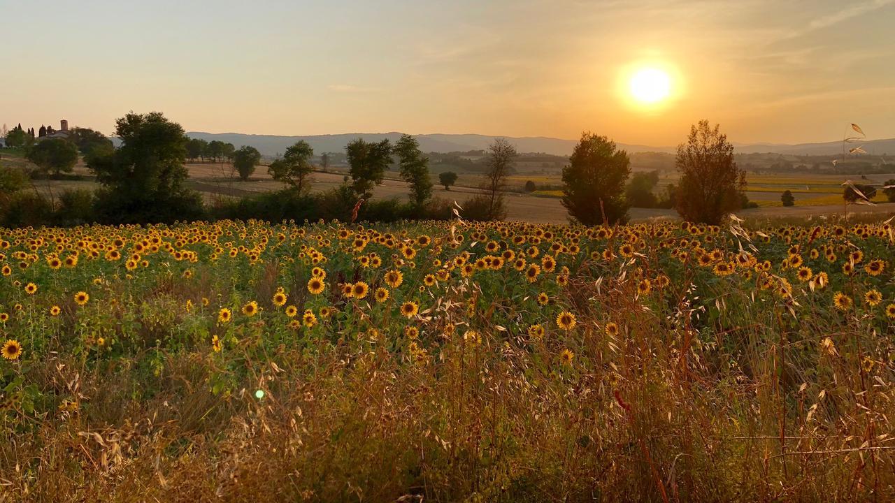 Il Querciolo - Azienda Biologica, Agriturismo E Cantina Marciano della Chiana Экстерьер фото